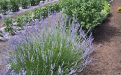 Provence French Lavender - 2 Gallon Pot -Wilson Bros Garden Lavender Provence 1 1