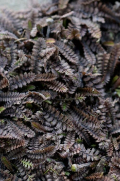 Platt's Black Brass Buttons (Leptinella Squalida) - 5 Pack Of Pint Pots