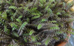 Platt's Black Brass Buttons (Leptinella Squalida) - 5 Pack Of Pint Pots -Wilson Bros Garden Leptinella Squalida Pratts Back 2