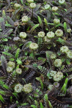 Platt's Black Brass Buttons (Leptinella Squalida) - 5 Pack Of Pint Pots -Wilson Bros Garden Leptinella Squalida Pratts Back 3