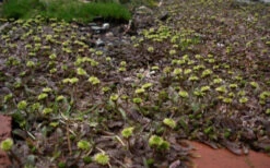 Platt's Black Brass Buttons (Leptinella Squalida) - 5 Pack Of Pint Pots -Wilson Bros Garden Leptinella Squalida Pratts Back 4