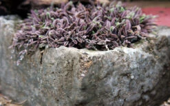 Platt's Black Brass Buttons (Leptinella Squalida) - 5 Pack Of Pint Pots -Wilson Bros Garden Leptinella Squalida Pratts Back 6