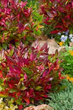 Scarletta Fetterbush - Leucothoe Fontanesiana 'Zeblid' - 2 Gallon Pot -Wilson Bros Garden Leucothoe Scarletta 4