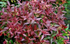 Scarletta Fetterbush - Leucothoe Fontanesiana 'Zeblid' - 3 Gallon Pot -Wilson Bros Garden Leucothoe Scarletta 5 1