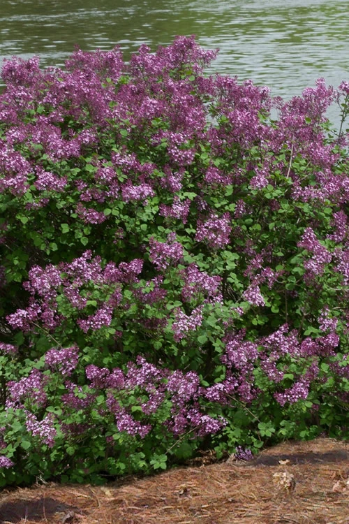 Bloomerang Dark Purple Lilac - 2 Gallon Pot 7 Bloomerang Dark Purple Lilac - 2 Gallon Pot - Image 5