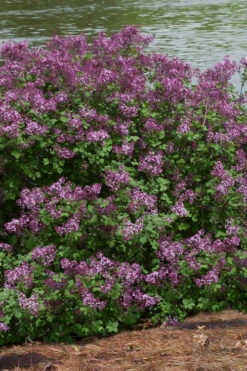 Bloomerang Dark Purple Lilac - 5 Pack Of Quart Pots -Wilson Bros Garden Lilac Bloomerang Dark Purple 11