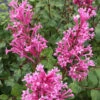 Bloomerang Dwarf Pink Lilac - 5 Pack Of Quart Pots -Wilson Bros Garden Lilac Bloomerang Dwarf Pink 1