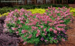 Bloomerang Dwarf Pink Lilac - 5 Pack Of Quart Pots -Wilson Bros Garden Lilac Bloomerang Dwarf Pink 2