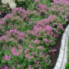 Bloomerang Dwarf Purple Lilac - 2 Gallon Pot -Wilson Bros Garden Lilac Bloomerang Dwarf Purple 1