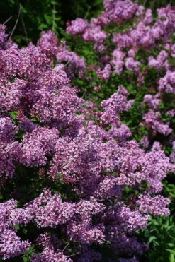 Bloomerang Dwarf Purple Lilac - 2 Gallon Pot -Wilson Bros Garden Lilac Bloomerang Dwarf Purple 2