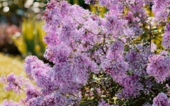 Bloomerang Dwarf Purple Lilac - 2 Gallon Pot -Wilson Bros Garden Lilac Bloomerang Dwarf Purple 3