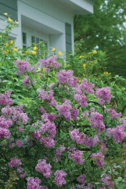 Bloomerang Purple Lilac - 2 Gallon Pot 13 Bloomerang Purple Lilac - 2 Gallon Pot -Wilson Bros Garden Lilac Bloomerang Purple 14