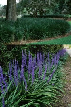 Big Blue Lilyturf - Liriope Muscari - 18 Count Flat Of Pint Pots -Wilson Bros Garden Liriope Big Blue 13