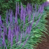 Big Blue Liriope (Lilyturf) - 36 Pack Of 3.5" Pint Pots -Wilson Bros Garden Liriope Big Blue 14 1