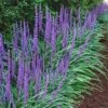 Big Blue Lilyturf - Liriope Muscari - 18 Count Flat Of Pint Pots -Wilson Bros Garden Liriope Big Blue 14