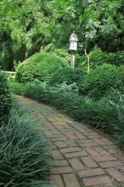 Emerald Goddess Liriope (Lilyturf) - 6-Pack Of 1 Gallon Pots -Wilson Bros Garden Liriope Emerald Goddess 2