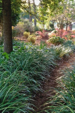Emerald Goddess Liriope (Lilyturf) - 6 Pack Of 1 Gallon Pots -Wilson Bros Garden Liriope Emerald Goddess 500x750 2