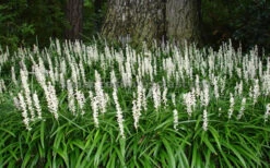 Monroe's White Liriope (Lilyturf) - 6 Pack Of 1 Gallon Pots -Wilson Bros Garden Liriope Monroe White Landscape 3