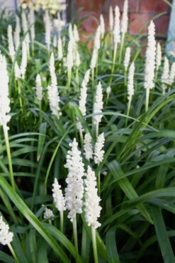 Monroe's White Liriope - Lilyturf - 3 Pack Of Pint Pots -Wilson Bros Garden Liriope Monroes White 500x750 3