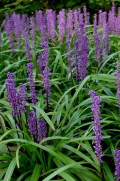 Royal Purple Liriope - Lilyturf - 6 Pack Of 1 Pint Pots -Wilson Bros Garden Liriope Royal Purple 500x750 1