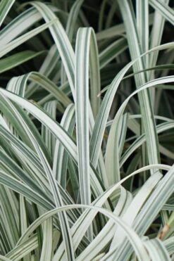 Silver Dragon Liriope - Lilyturf - 6 Pack Of Pint Pots -Wilson Bros Garden Liriope Silver Dragon 11