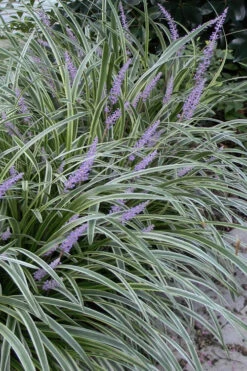 Silvery Sunproof Variegated Liriope - Lilyturf - 1 Gallon Pot