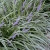 Silvery Sunproof Variegated Liriope - Lilyturf - 6 Pack Of 1 Gallon Pots -Wilson Bros Garden Liriope Silvery Sunproof 13 3