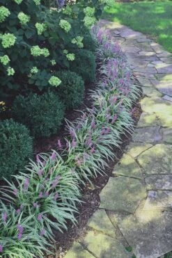 Silvery Sunproof Variegated Liriope - Lilyturf - 6 Pack Of 1 Gallon Pots 9 Silvery Sunproof Variegated Liriope - Lilyturf - 6 Pack Of 1 Gallon Pots -Wilson Bros Garden Liriope Silvery Sunproof 15 3