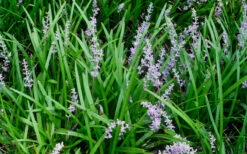Creeping Lilyturf (Liriope Spicata)- 72 Pack Of 3.5" Pint Pots -Wilson Bros Garden Liriope Spicata 50 1