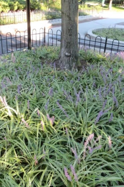 Variegated Liriope (Monkey Grass / Lilyturf) - 6 Pack Of 1 Gallon Pots -Wilson Bros Garden Liriope Variegata 6