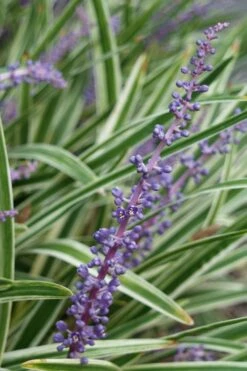 Variegated Liriope - Monkey Grass / Lilyturf - 6 Pack Of Pint Pots -Wilson Bros Garden Liriope Variegata 7 7