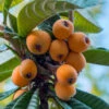 Loquat Tree (Eriobotrya Japonica) - 7 Gallon Pot (6-7') 1 Loquat Tree (Eriobotrya Japonica) - 7 Gallon Pot (6-7') -Wilson Bros Garden Loquat 10 2