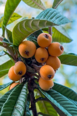 Loquat Tree (Eriobotrya Japonica) - 7 Gallon Pot (5-6')