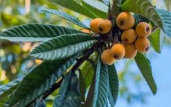 Loquat Tree - Eriobotrya Japonica - 5 Gallon Pot 12 Loquat Tree - Eriobotrya Japonica - 5 Gallon Pot -Wilson Bros Garden Loquat 12 1