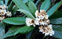 Loquat Tree - Eriobotrya Japonica - 3 Gallon Pot -Wilson Bros Garden Loquat Tree Flowers