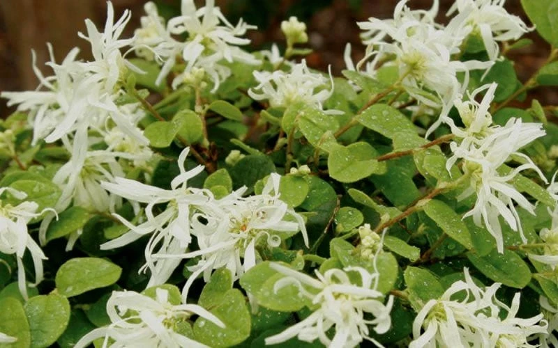 Emerald Snow Loropetalum (Chinese Fringeflower) - 2 Gallon Pot 11 Emerald Snow Loropetalum (Chinese Fringeflower) - 2 Gallon Pot - Image 9