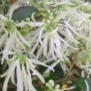 Emerald Snow Loropetalum (Chinese Fringeflower) - 1 Gallon Pot -Wilson Bros Garden Loropetalum Emerald Snow 500x750 3