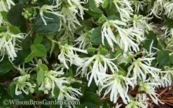 Emerald Snow Loropetalum (Chinese Fringeflower) - 2 Gallon Pot 15 Emerald Snow Loropetalum (Chinese Fringeflower) - 2 Gallon Pot -Wilson Bros Garden Loropetalum Emerald Snow 51 1