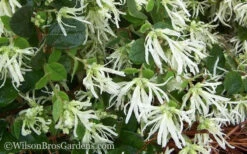 Emerald Snow Loropetalum (Chinese Fringeflower) - 3 Gallon Pot 15 Emerald Snow Loropetalum (Chinese Fringeflower) - 3 Gallon Pot -Wilson Bros Garden Loropetalum Emerald Snow 51