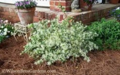Emerald Snow Loropetalum (Chinese Fringeflower) - 1 Gallon Pot -Wilson Bros Garden Loropetalum Emerald Snow 53 2