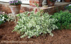 Emerald Snow Loropetalum (Chinese Fringeflower) - 3 Gallon Pot 16 Emerald Snow Loropetalum (Chinese Fringeflower) - 3 Gallon Pot -Wilson Bros Garden Loropetalum Emerald Snow 53