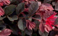 Purple Daydream Dwarf Loropetalum - 1 Gallon Pot -Wilson Bros Garden Loropetalum Purple Daydream 2 1