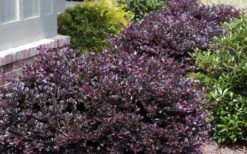 Purple Daydream Dwarf Loropetalum - 3 Gallon Pot -Wilson Bros Garden Loropetalum Purple Daydream 20 2