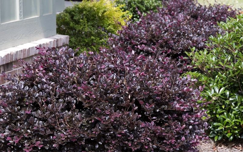 Purple Daydream Dwarf Loropetalum - 2 Gallon Pot 6 Purple Daydream Dwarf Loropetalum - 2 Gallon Pot - Image 4