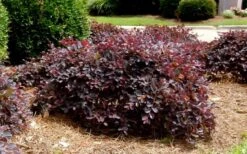 Purple Daydream Dwarf Loropetalum - 1 Gallon Pot -Wilson Bros Garden Loropetalum Purple Daydream 4 1