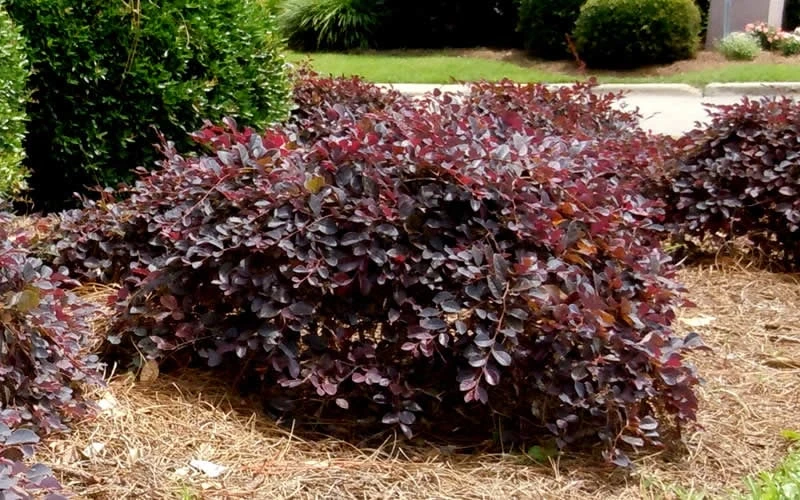 Purple Daydream Dwarf Loropetalum - 2 Gallon Pot 8 Purple Daydream Dwarf Loropetalum - 2 Gallon Pot - Image 6