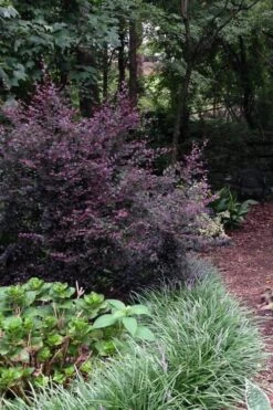 Purple Diamond Loropetalum - 1 Gallon Pot 10 Purple Diamond Loropetalum - 1 Gallon Pot -Wilson Bros Garden Loropetalum Purple Diamond 20 3