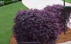 Purple Diamond Loropetalum - 2.5 Quart Pot -Wilson Bros Garden Loropetalum Purple Diamond 21 2