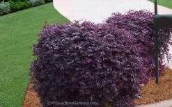 Purple Diamond Loropetalum - 6 Pack Of 1 Gallon Pots -Wilson Bros Garden Loropetalum Purple Diamond 21