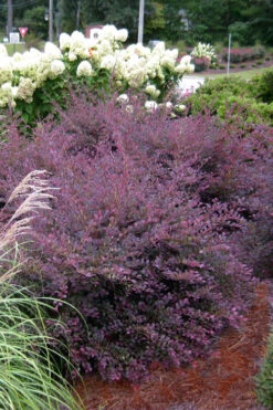 Purple Diamond Loropetalum - 2 Gallon Pot